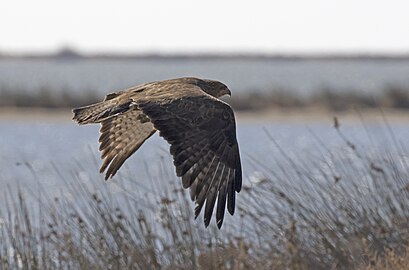 Busard commun dans le delta du Göksu en janvier 2017.