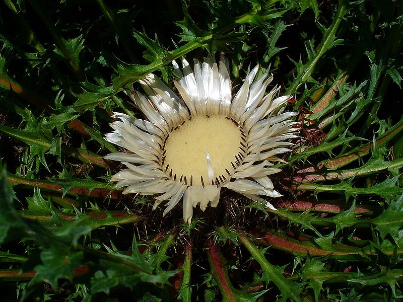 File:Carlina acaulis 002.JPG