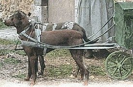 Eingeschirrte Hunde vor einem Postwagen in Frankreich Anfang des 20. Jh.
