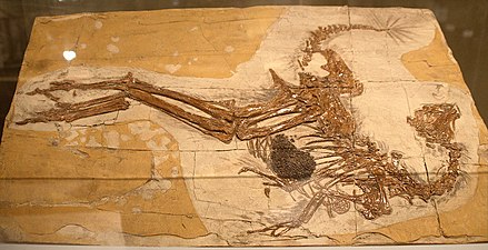 Caudipteryx-fossiilin valos, jossa on painumia sulista ja mahan sisällöstä.
