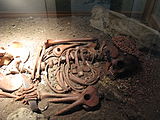 Caverna delle Arene Candide-ritrovamenti Piccolo Principe-museo archeologia ligure.jpg