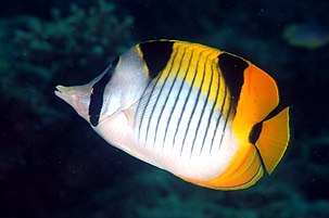 Bližnji posnetek črnoplavutega metulja (Chaetodon falcula) v grebenu