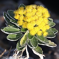 頭花は黄色で密集して多数散房状につく