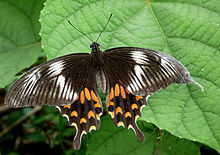 Papilio polytes has 3 forms with differing wing patterns, here the "Romulus" morph. Reginald Punnett argued that this polymorphism demonstrated discontinuous evolution. However, Ronald Fisher showed that this could have arisen by small changes in additional modifier genes. Common Mormon Papilio polytes Female Form Romulus by kadavoor.jpg