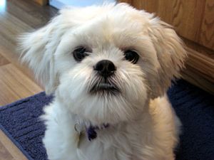 This is Lhasa Apso named Copper. Age: 1 Gender...