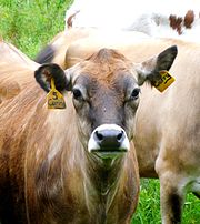 Ear postures of cows indicate emotional state and overall welfare. CowPosture 20150612.jpg