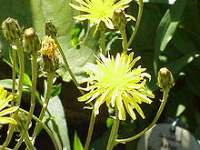 220px-Crepis_sibirica0.jpg