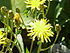 Crepis sibirica