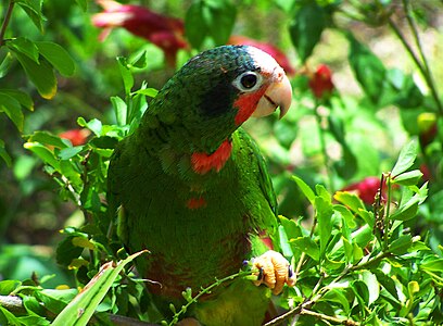 A. l. caymanensis, Granda Kajmano