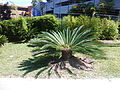 Cycas 2013 001.JPG