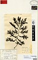 Cystophora gracilis, planche de l’herbier du Museum d’Auckland.