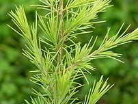 Photograph of the needles of the Deodar Cedar ...