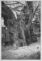 Die Gartenlaube (1890) b 130.jpg Deutschlands merkwürdige Bäume: DIe Kaditzer Linde
