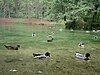 Ducks at Vrelo Bosne