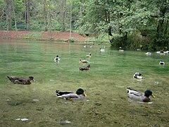 Ducks at Vrelo Bosne, Sarajevo 03