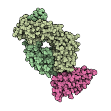 Space-filling model of the antigen-binding fragment of durvalumab (pale green) in complex with PD-L1 (pink). Style made to resemble the Protein Data Bank's "Molecule of the Month" series, illustrated by Dr. David S. Goodsell of the Scripps Research Institute. Created using QuteMol (http://qutemol.sourceforge.net) and GIMP. Optimized with OptiPNG.