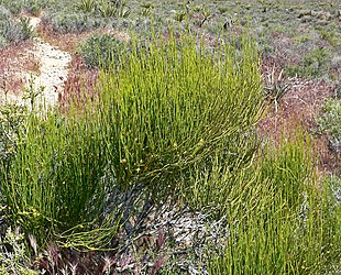 Ephedra viridis