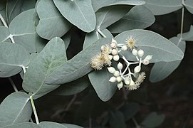 Groupes de boutons floraux.