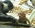 イギリス、コルチェスター動物園での写真。子供と雌。