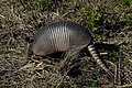 nine-banded armadillo