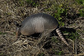 Nine-banded armadillo