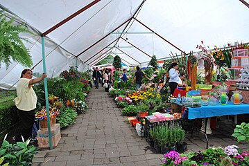 Feria de las Flores (Targi kwiatowe)