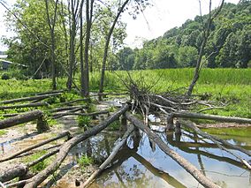 Folly Mills Fen, июль 2006.jpg