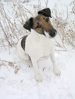 The Smooth Fox Terrier shows a typical perky terrier expression.