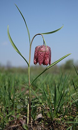 Rūtainā fritilārija