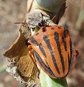 Graphosoma semipunctatum: