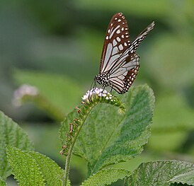 Parantica aglea на цветке гелиотропа