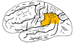 Gray726 inferior parietal lobule.png