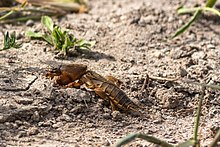 Gryllotalpa stepposa