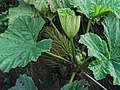 Gunnera petaloïdea (4743768827). 
 jpg