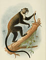 Cercopithecus mitis