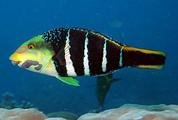 (Hemigymnus fasciatus)