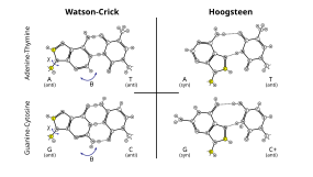 Wobble base pairs