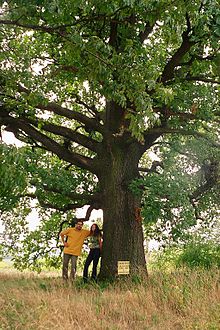 Hungarian oak2.JPG