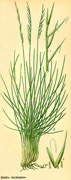 http://upload.wikimedia.org/wikipedia/commons/thumb/e/e3/Illustration_Nardus_stricta0.jpg/250px-Illustration_Nardus_stricta0.jpg