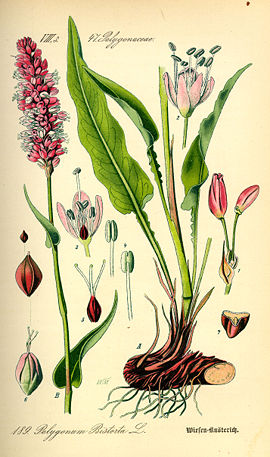 Polygonum bistorta