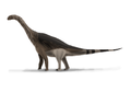 Spinophorosaurus (used in Irhazer Shale)
