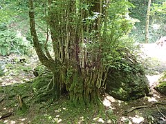 甲森谷最大のカツラ