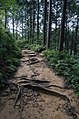 The route near the Kumano Hongū Taisha.