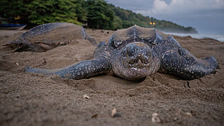 Leatherback sea turtle