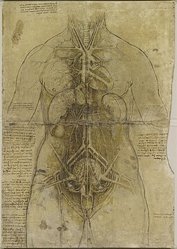 Ikerketa anatomikoa, Leonardo da Vinci 1507.