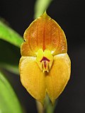 Miniatura para Lepanthes