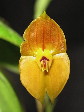 Lepanthes ophelma