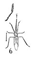 Leptoserinetha navicularis 1937 N. TH. Holotype éch A1016 x2,6 p. 362 pl. XXVII Hémiptères du Stampien d'Aix-en-Provence