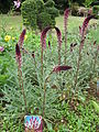 Lysimachia atropurpurea