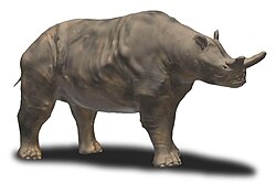 Megacerops